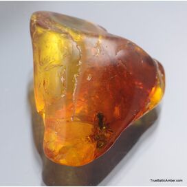 Large TERMITE inclusion in Baltic amber fossil stone