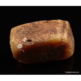 Large Egg Yolk Baltic amber fossil sea stone 146g