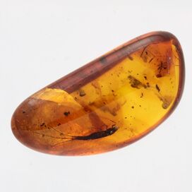 Bristletail Insect in Baltic Amber Fossil Specimen