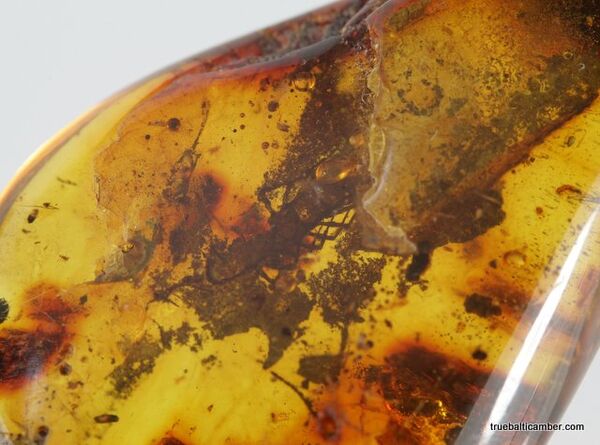 MYRIAPODA fossil insect in Baltic amber