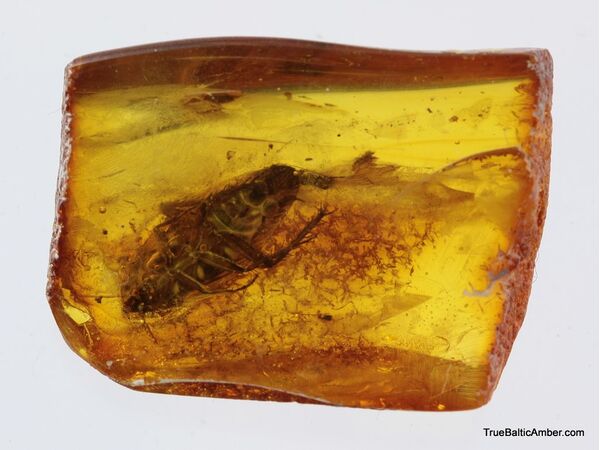 Big COCKROACH in Baltic amber fossil stone
