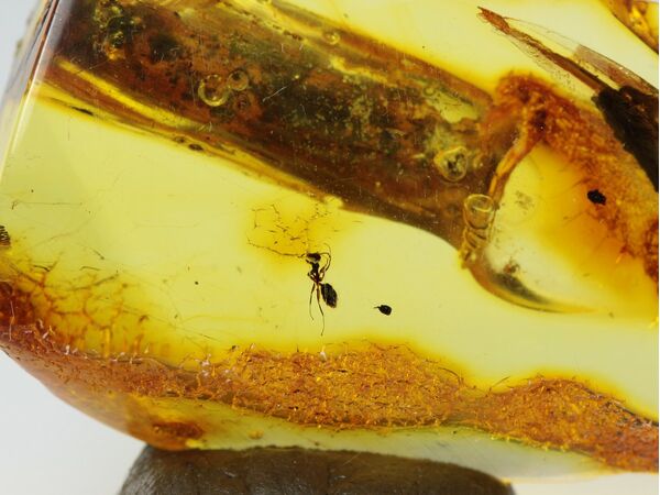 Insect inclusions in Baltic amber fossil stalactite stone