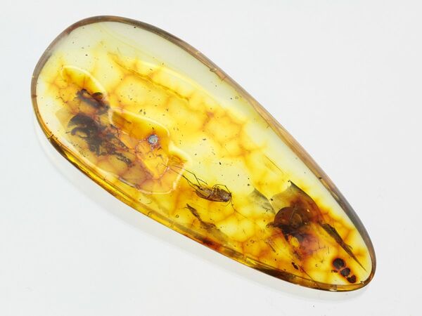 Large Gnat Insect inclusions in Baltic amber fossil stone