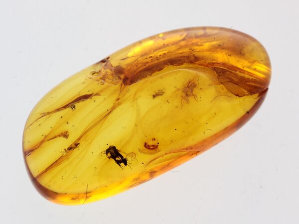 Gnats Insects in Baltic Amber Fossil Specimen