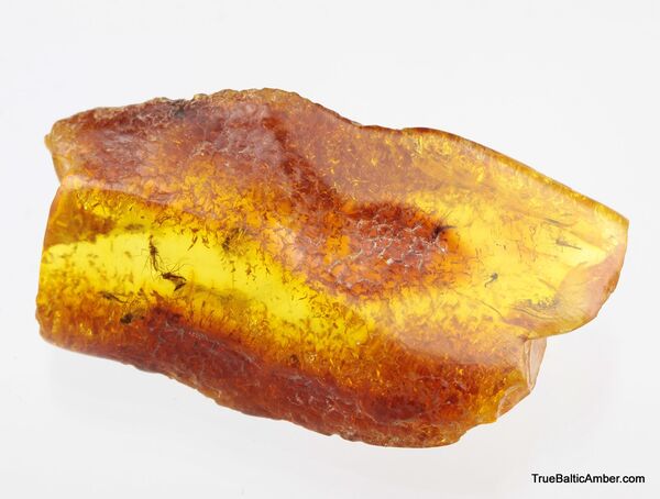 5 Insect inclusions in Baltic amber fossil stone