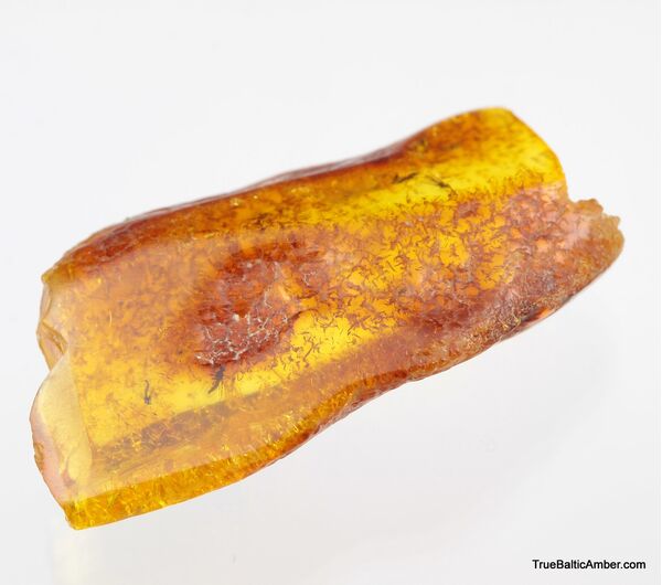 5 Insect inclusions in Baltic amber fossil stone