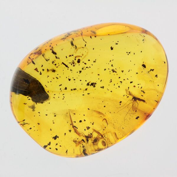 Gnat Insect inclusions in Baltic amber fossil stone