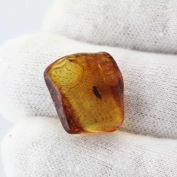 Nymph Insect in Baltic Amber Fossil Specimen