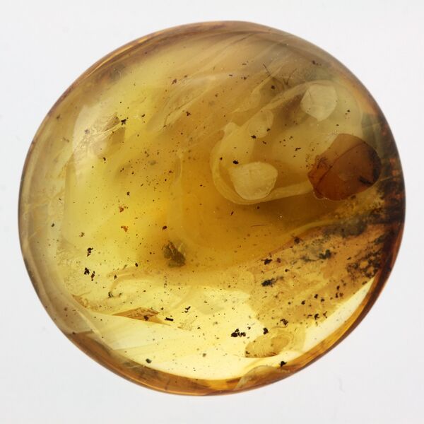 Diptera Insect in Baltic Amber Fossil Specimen