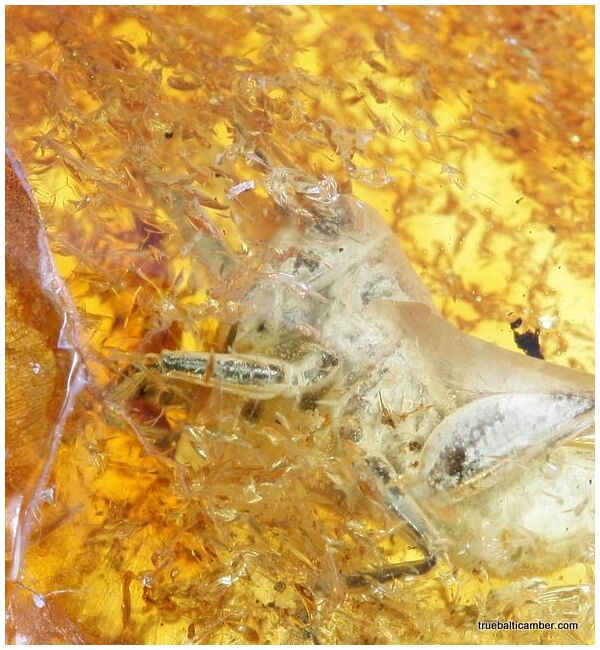 CRICKET in genuine Baltic amber fossil stone